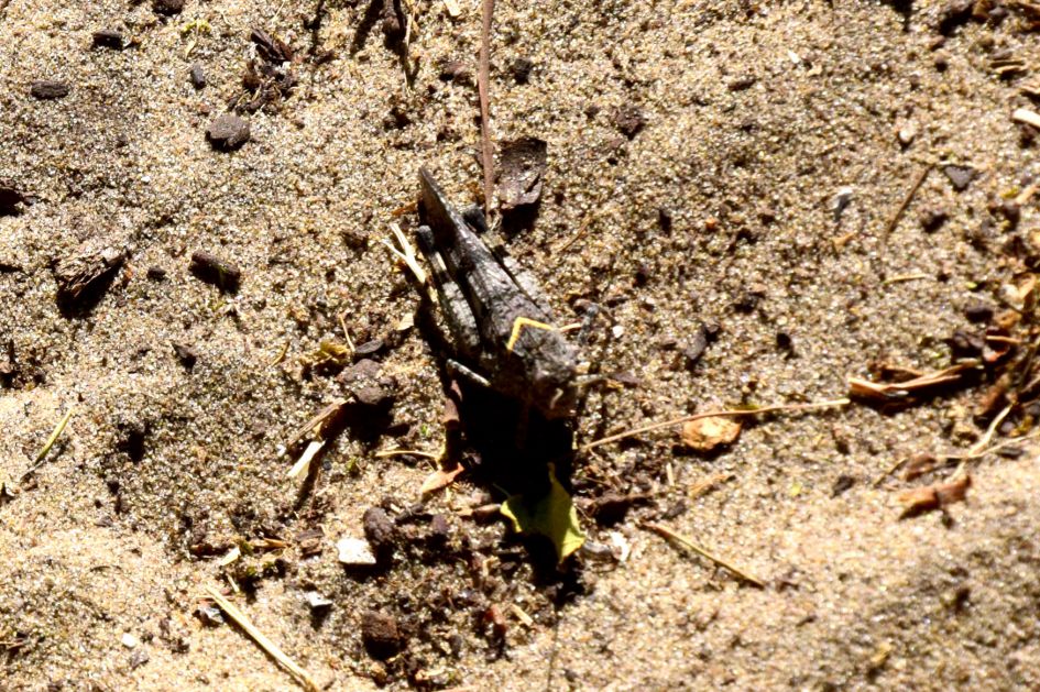 Welke Sprinkhaan zou dit kunnen zijn